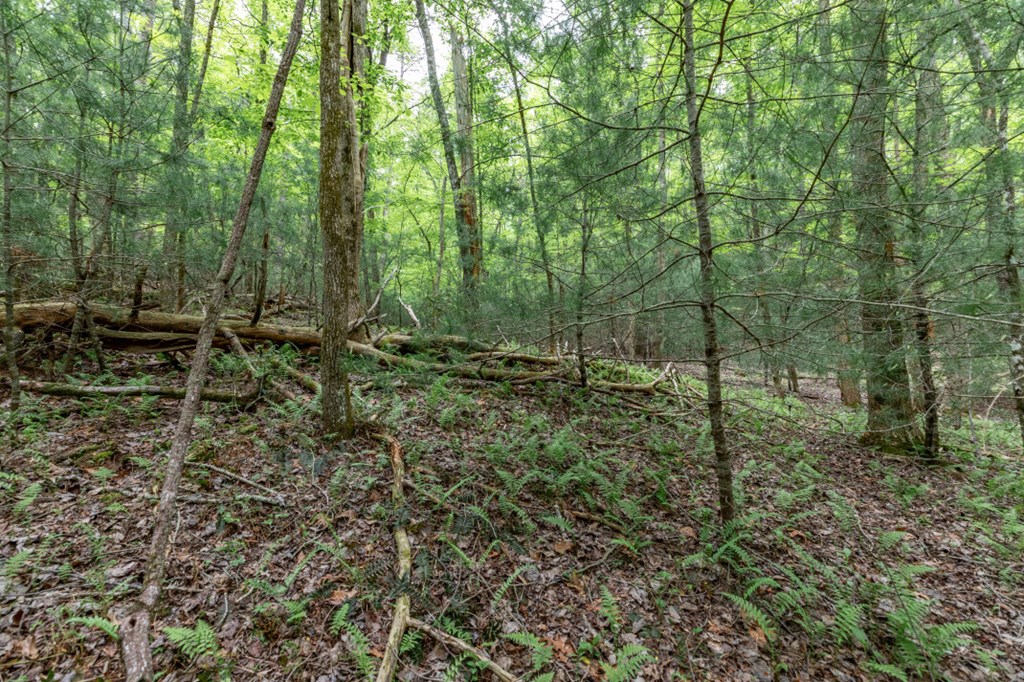 Lot 17 Lower Gap Road Sautee Nacoochee, GA 30571 - Photo 9 of 39 a view of forest