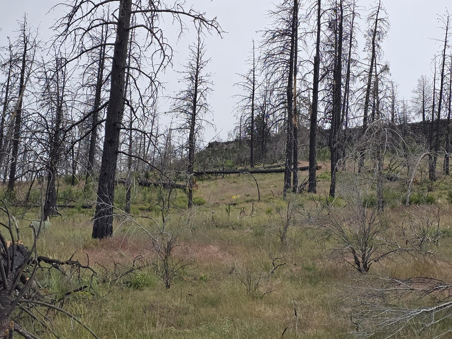 Oregon Pines Road Chiloquin, OR 97624 - Photo 1 of 10 20250621_173429