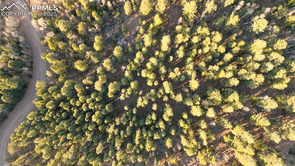1289 Yorktown Road Cripple Creek, CO 80813 - Photo 14 of 35 a view of tree