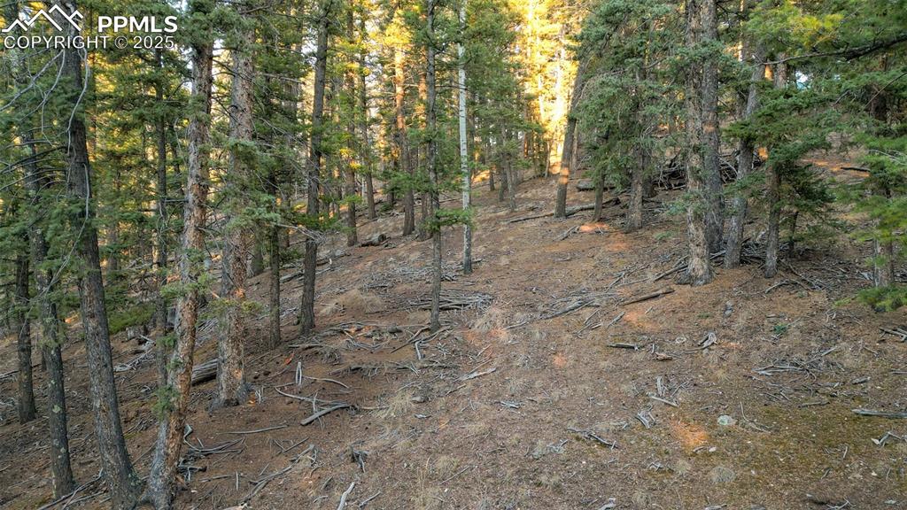1289 Yorktown Road Cripple Creek, CO 80813 - Photo 15 of 35 a view of a forest with trees in the background