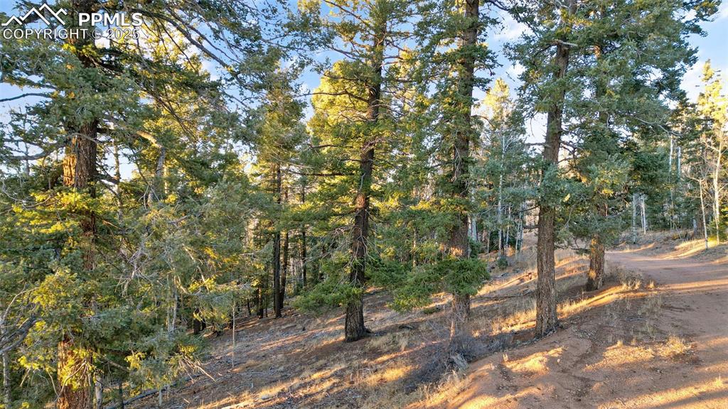 1289 Yorktown Road Cripple Creek, CO 80813 - Photo 16 of 35 a backyard of a house with lots of trees