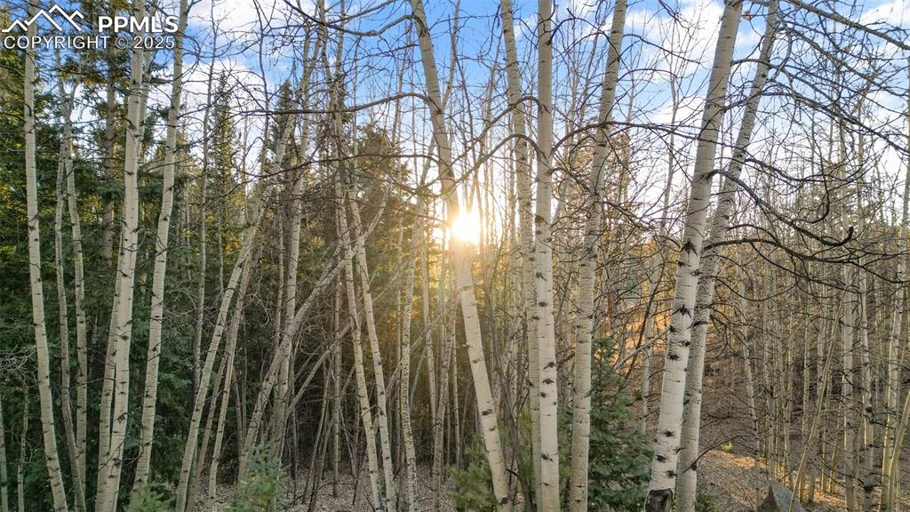 1289 Yorktown Road Cripple Creek, CO 80813 - Photo 17 of 35 a view of forest