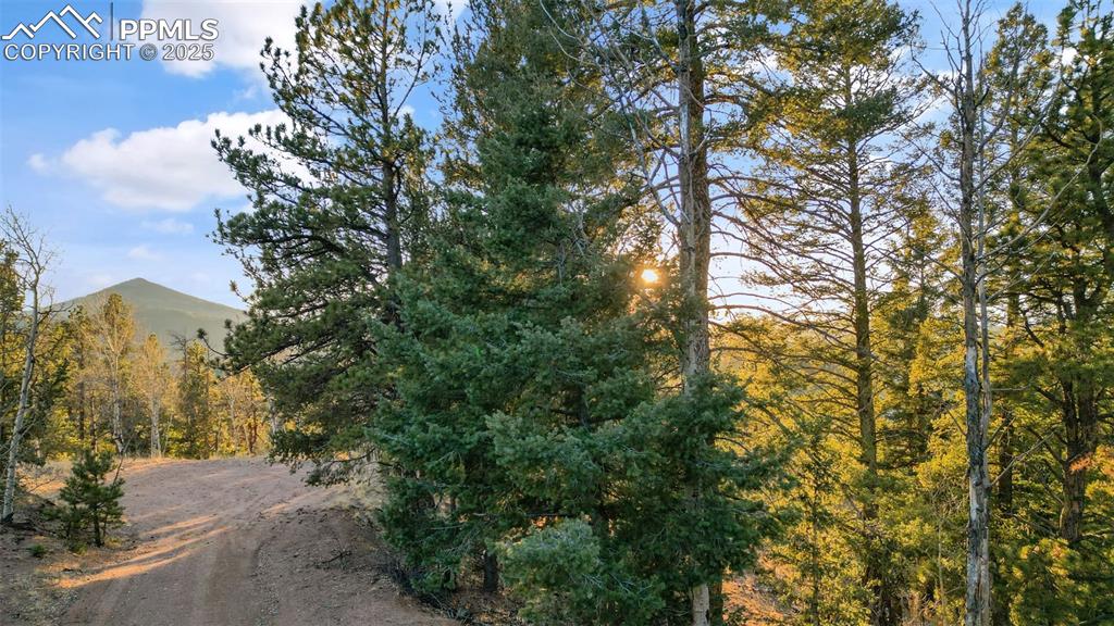 1289 Yorktown Road Cripple Creek, CO 80813 - Photo 18 of 35 a view of a yard with plants and trees