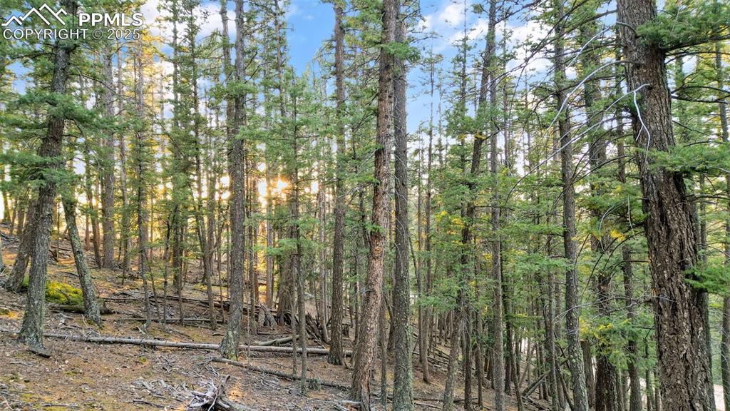 1289 Yorktown Road Cripple Creek, CO 80813 - Photo 5 of 35 a view of forest
