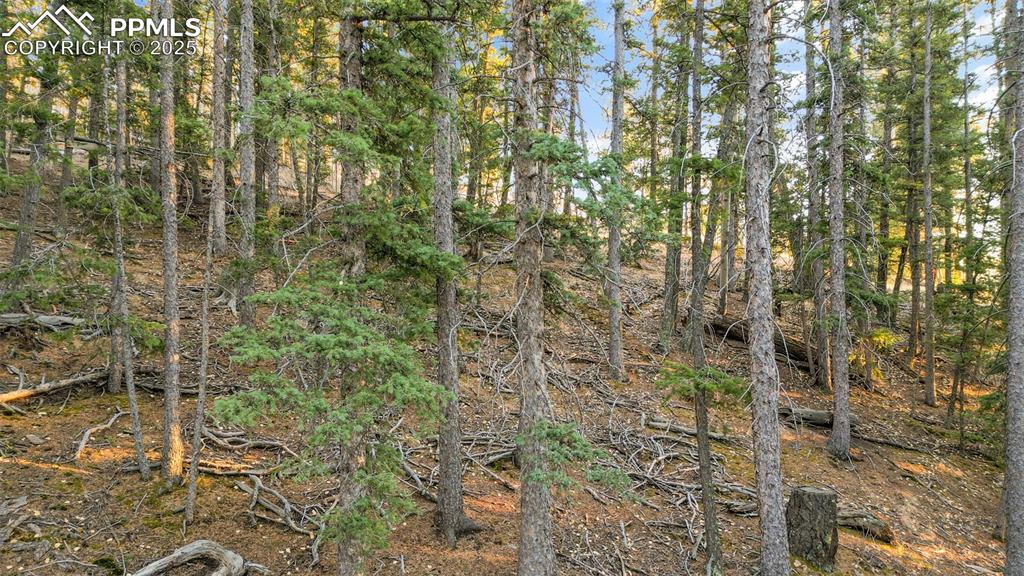 1289 Yorktown Road Cripple Creek, CO 80813 - Photo 10 of 35 a close view of a shower in a forest