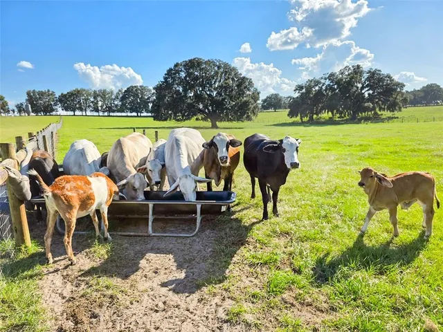 a view of a swimming pool and lounge chairs