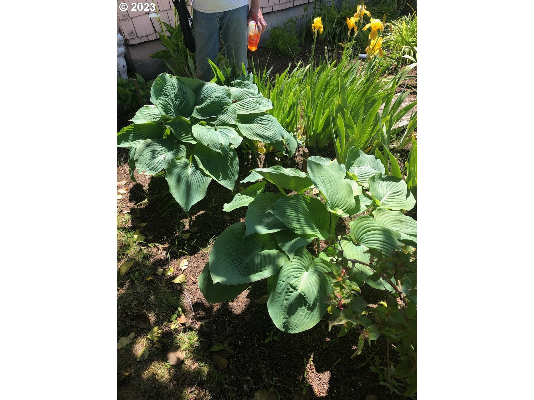 100 South 6th Street Lakeside, OR 97449 - Photo 40 of 42 a close up of a plant in a garden