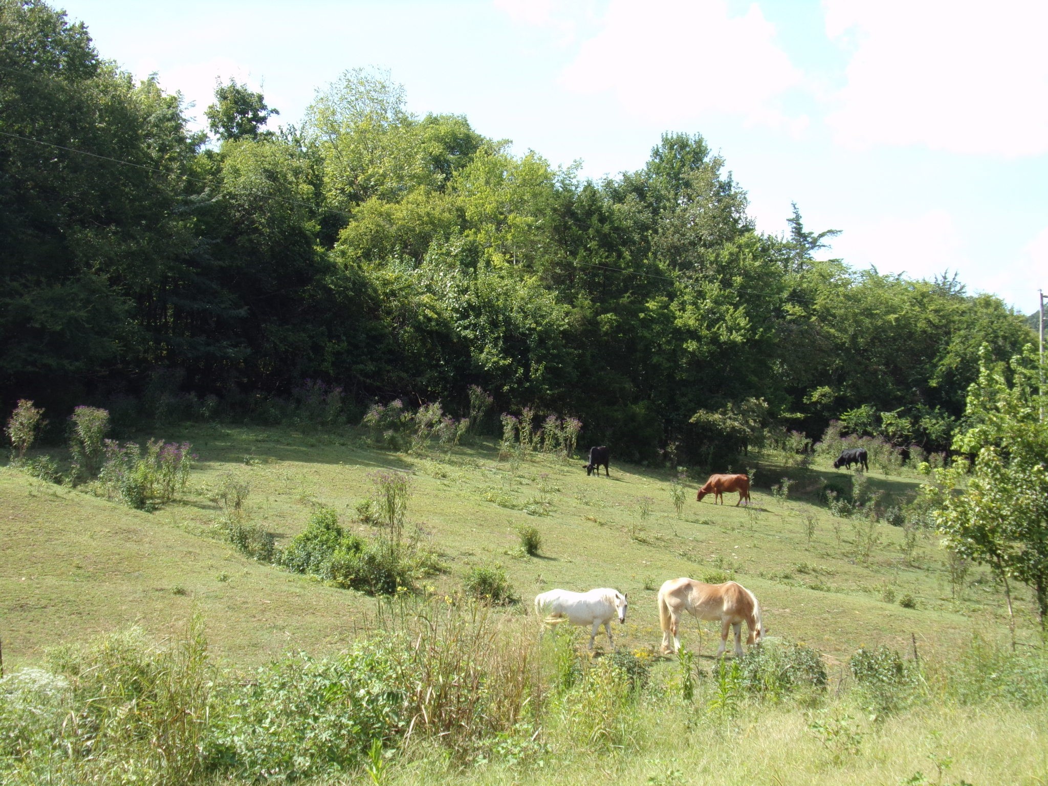 2966 Monte Murrey Road Lewisburg, TN 37091 - Photo 13 of 20 Gallery Image 13