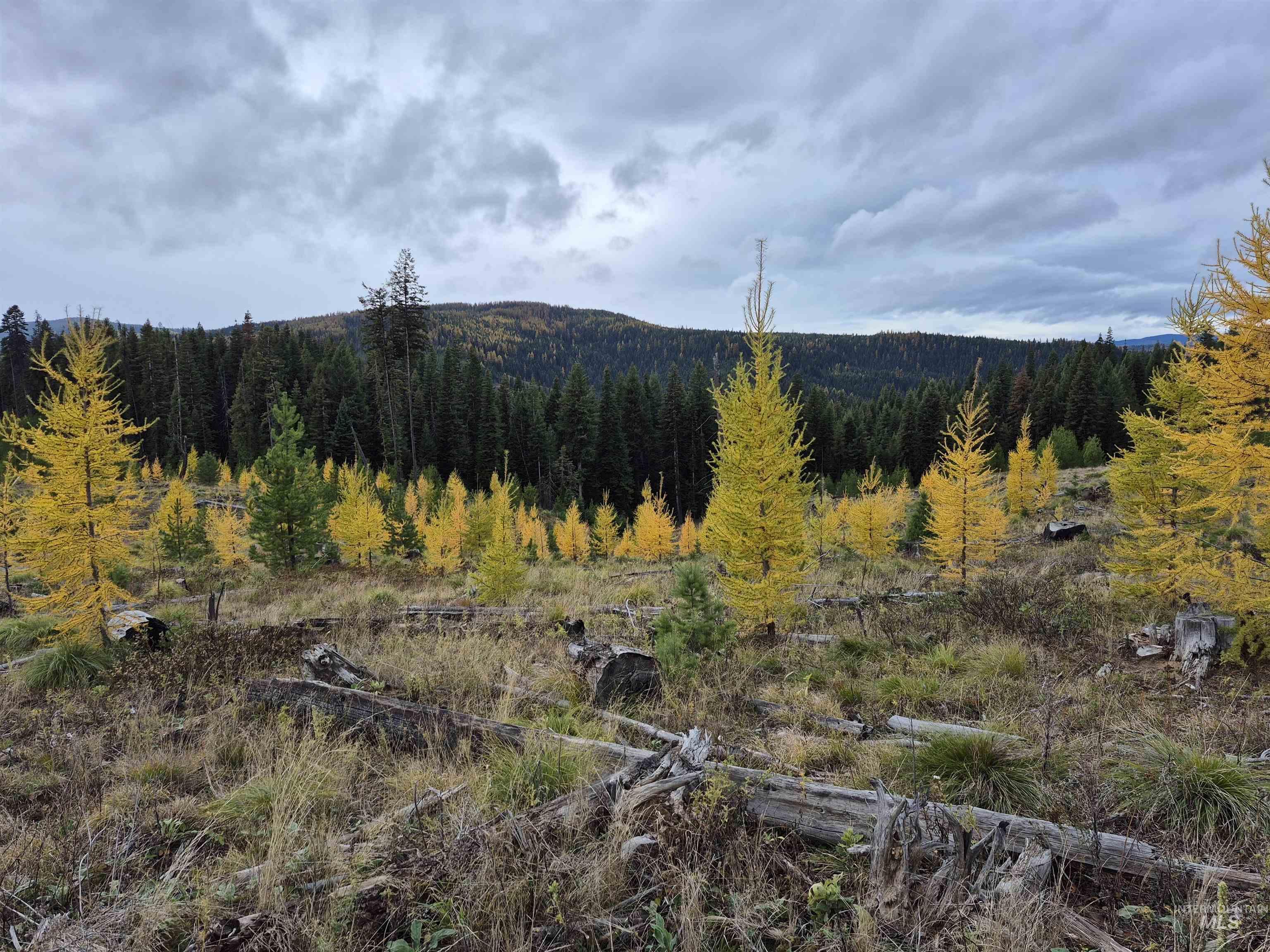 Tbd French Gulch Road, Unit 2 Elk City, ID 83525 - Photo 3 of 16