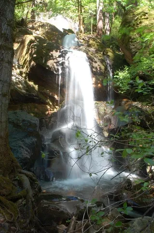 a view of a forest with trees in the background