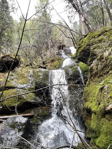 a view of a forest with trees in the background