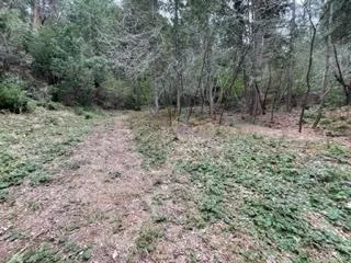 a view of a backyard and trees