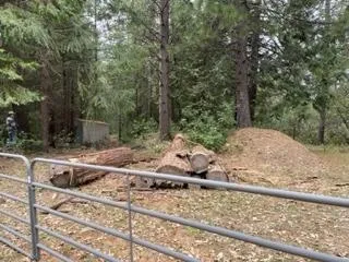 a view of a forest that has a tree