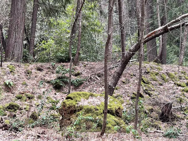 a backyard of a house with lots of green space