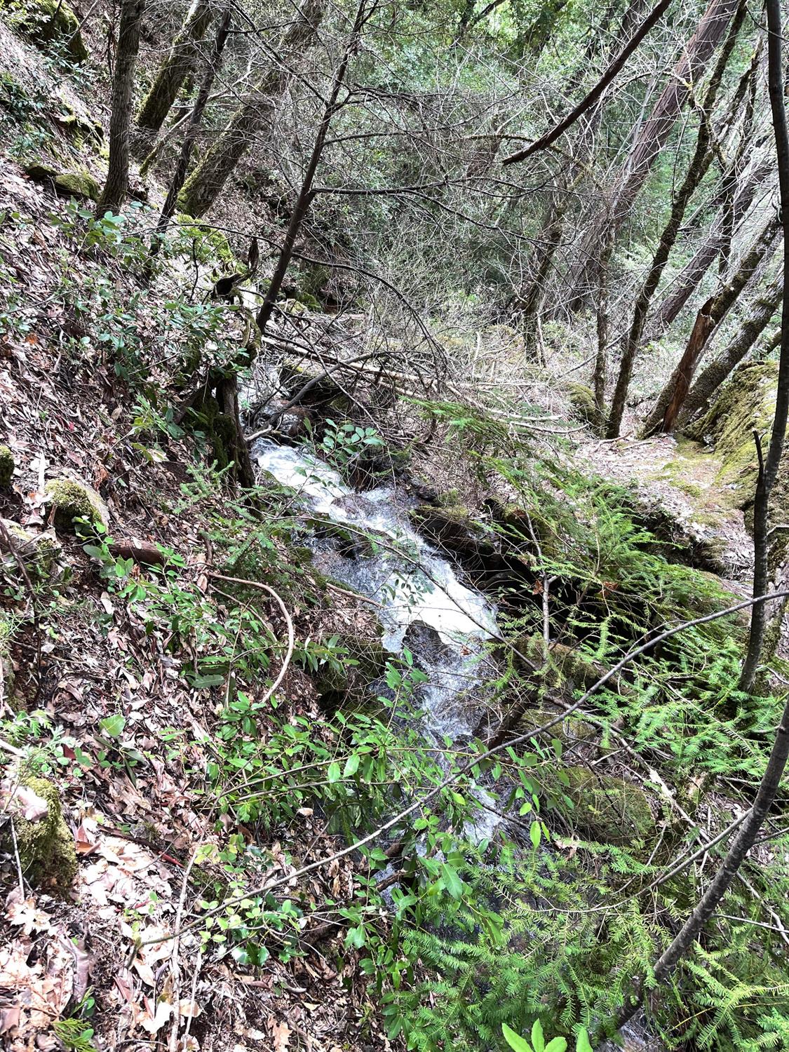 15735 Mountain House Road Camptonville, CA 95922 - Photo 10 of 13 a view of a forest that has a tree