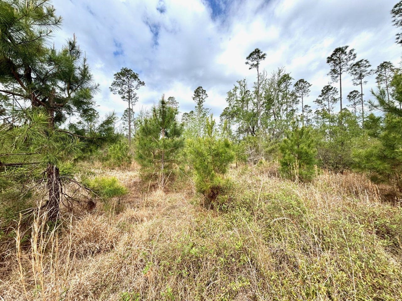 Vacant Southwest Ontario Road Greenville, FL 32331 - Photo 5 of 11