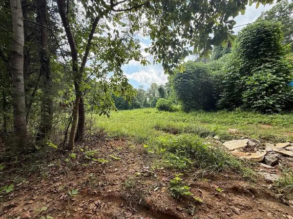 a view of a green field with lots of bushes