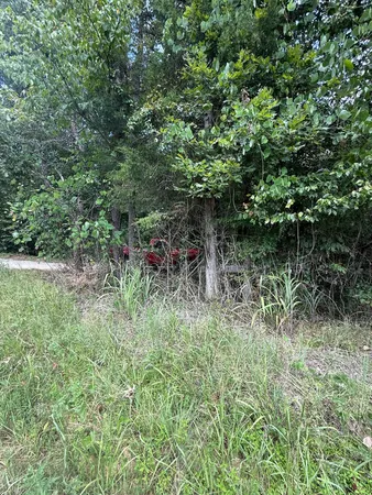 a view of a lush green yard with large trees
