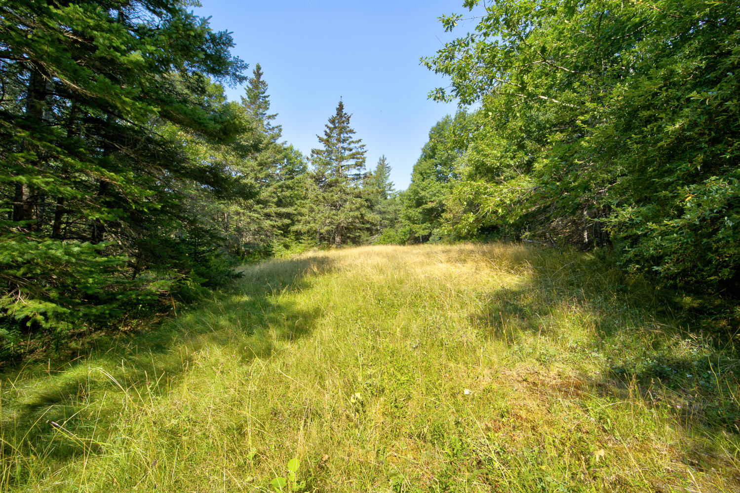 30 Bear Head Road Sedgwick, ME 04676 - Photo 7 of 15 Bear Head Land 4