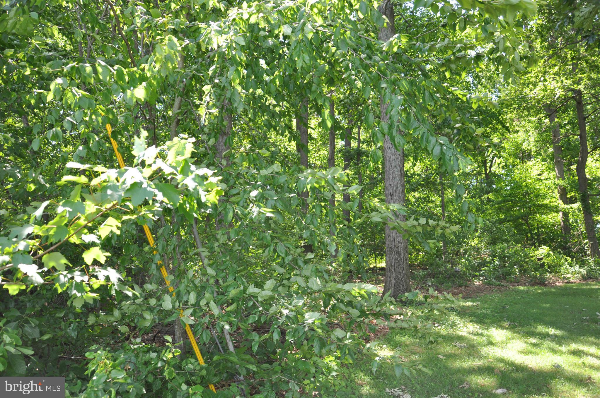 1375 Dennings Road New Windsor, MD 21776 - Photo 3 of 3 Mostly Wooded