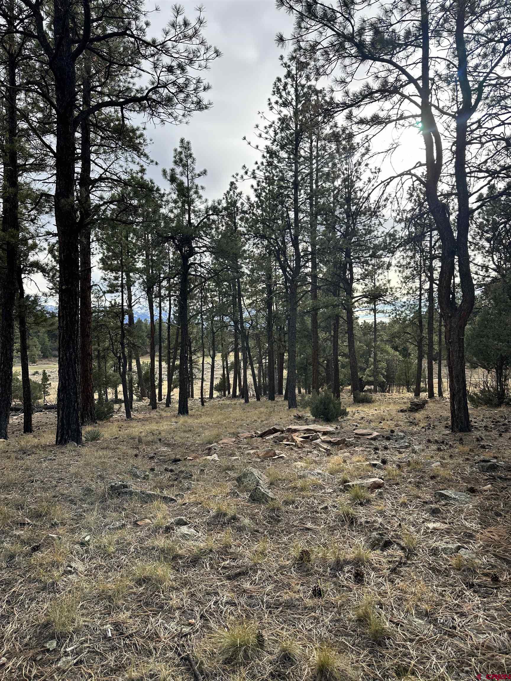 46 Marmot Court Ridgway, CO 81432 - Photo 4 of 13 a view of a yard with trees