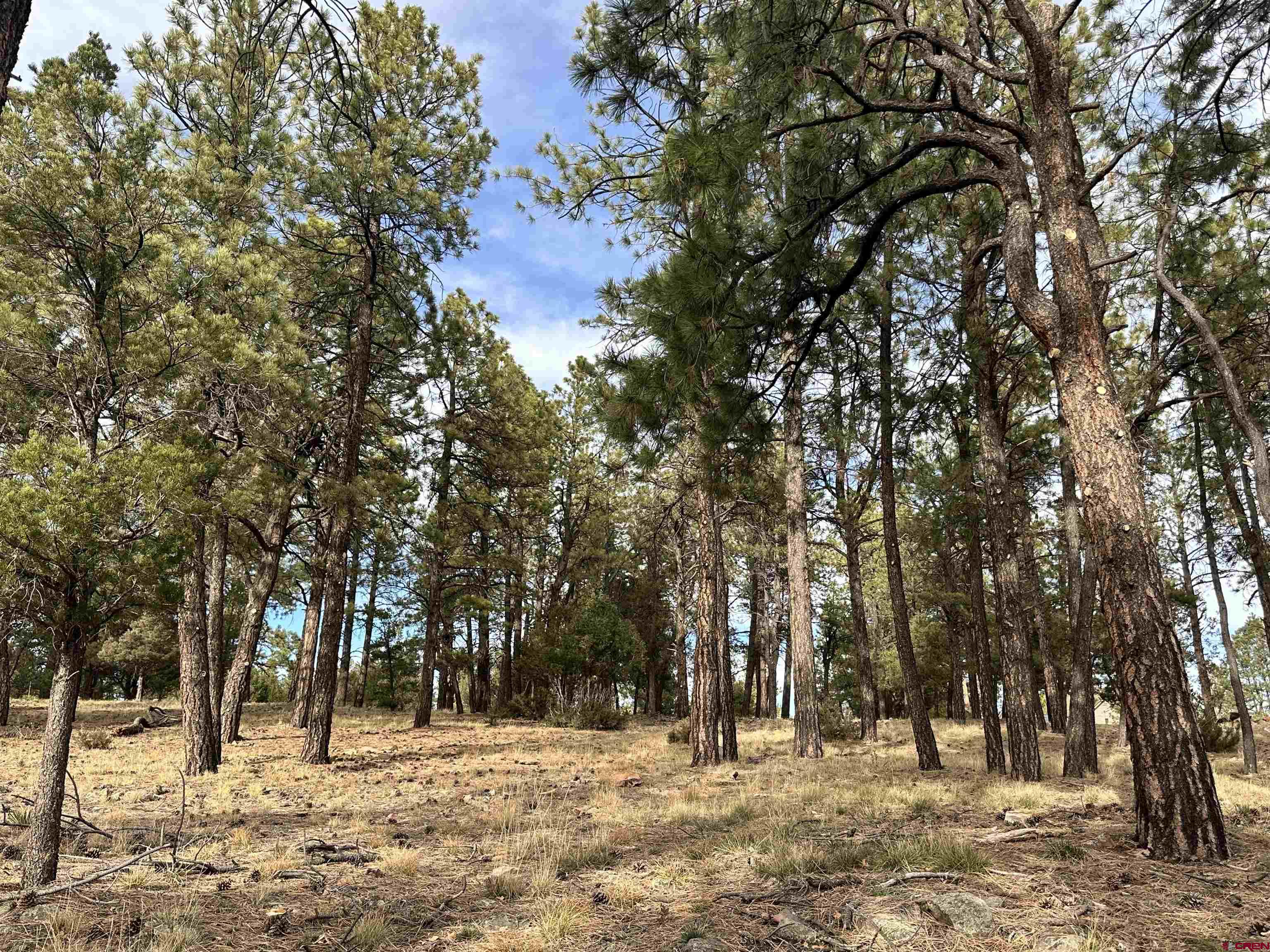 46 Marmot Court Ridgway, CO 81432 - Photo 9 of 13 a view of a yard covered with snow in a yard