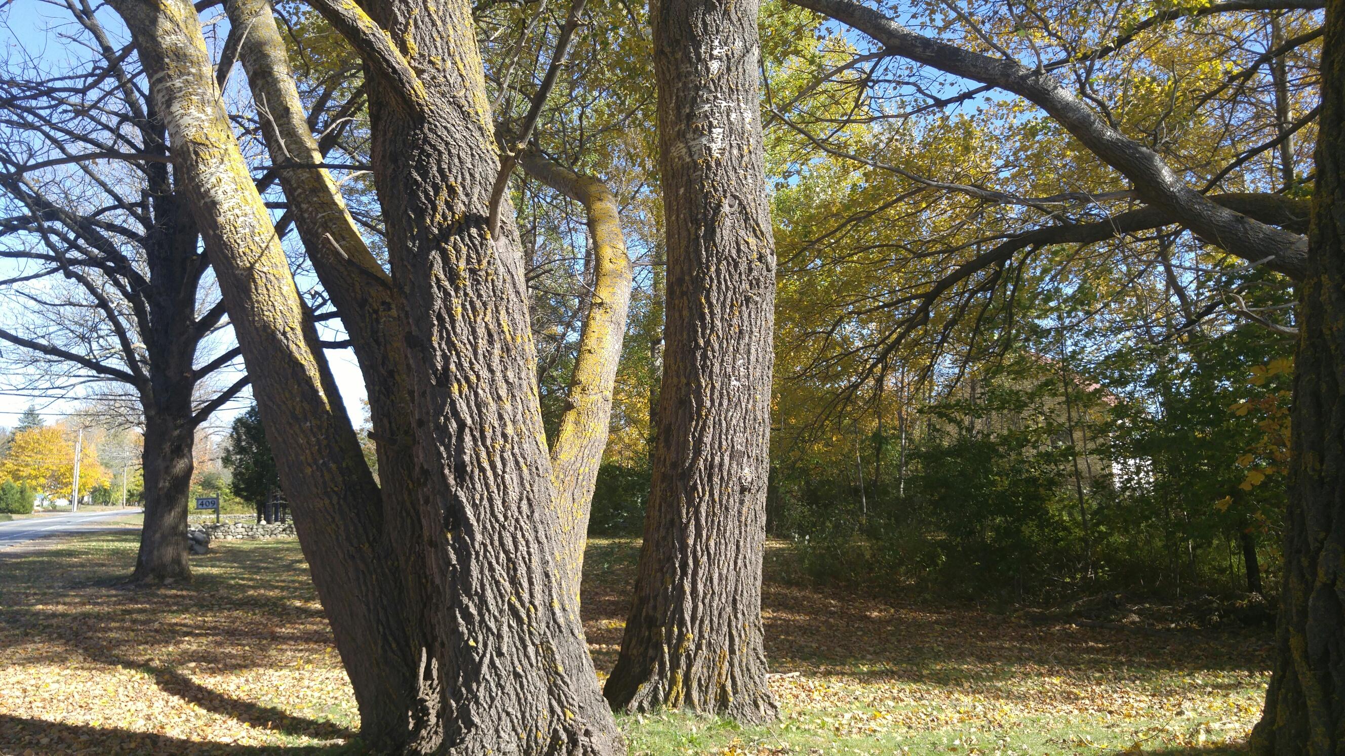 397 Old County Road Rockland, ME 04841 - Photo 19 of 37 yard