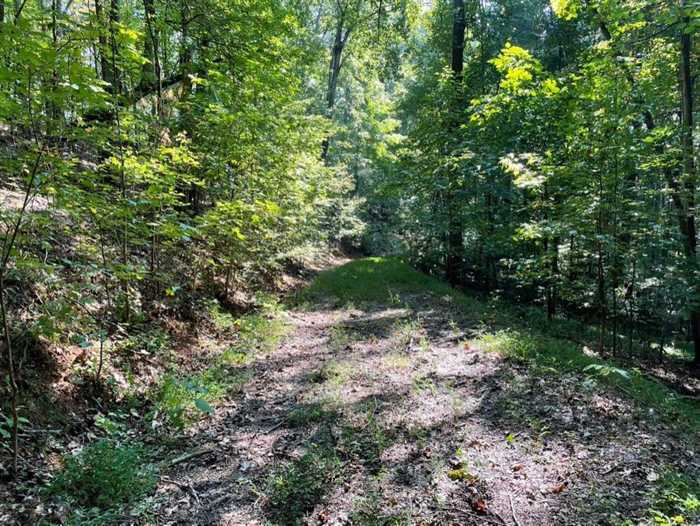76 Tally Cv Road Jasper, GA 30143 - Photo 13 of 31 a backyard of a house with lots of green space