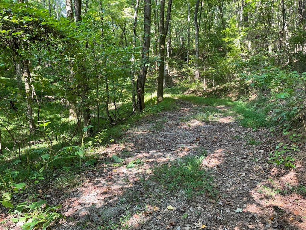 76 Tally Cv Road Jasper, GA 30143 - Photo 14 of 31 a view of a forest that has a tree