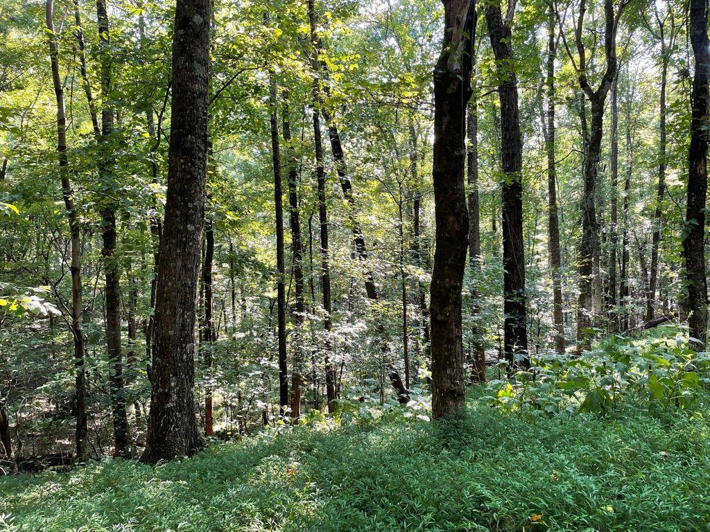 76 Tally Cv Road Jasper, GA 30143 - Photo 3 of 31 a view of outdoor space and garden