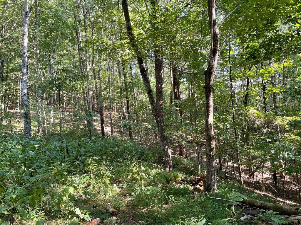 76 Tally Cv Road Jasper, GA 30143 - Photo 4 of 31 a view of forest