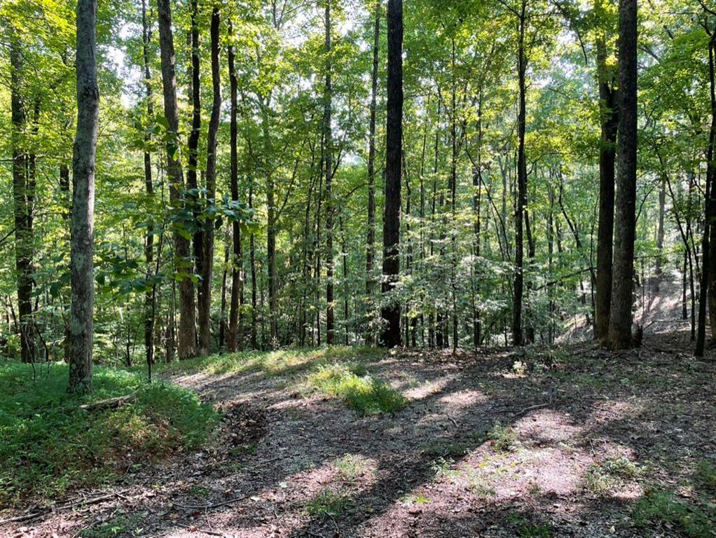 76 Tally Cv Road Jasper, GA 30143 - Photo 7 of 31 a view of outdoor space and green space