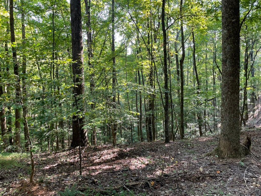 76 Tally Cv Road Jasper, GA 30143 - Photo 9 of 31 a view of outdoor space and trees