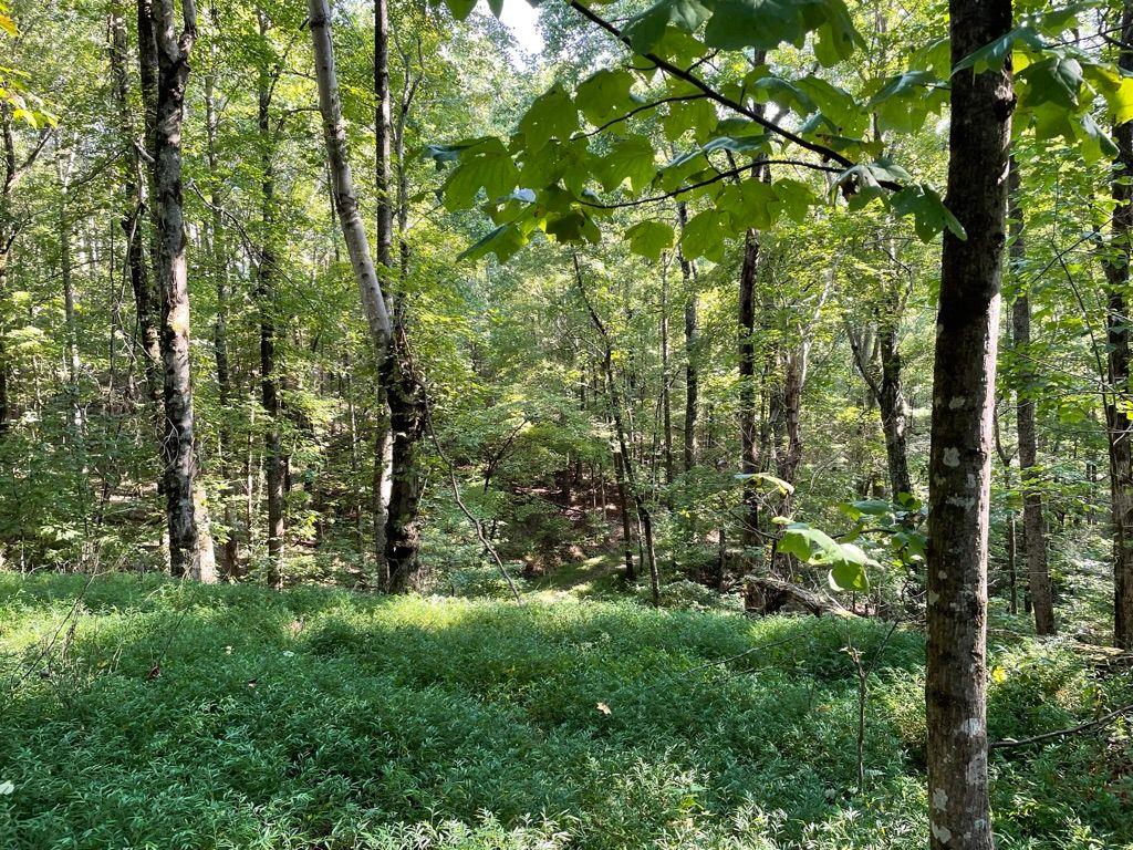 76 Tally Cv Road Jasper, GA 30143 - Photo 10 of 31 a view of a forest with trees