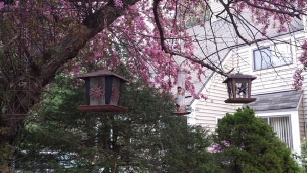 35 Hazen Road, Unit F3 Shirley, MA 01464 - Photo 18 of 22 a house view with a tree in the background