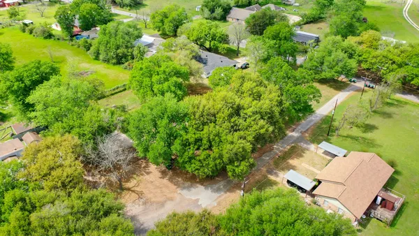 a plant with lots of trees