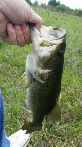 $250,000 | 15311 Fishhawk Heights Road, Lithia, FL 33547