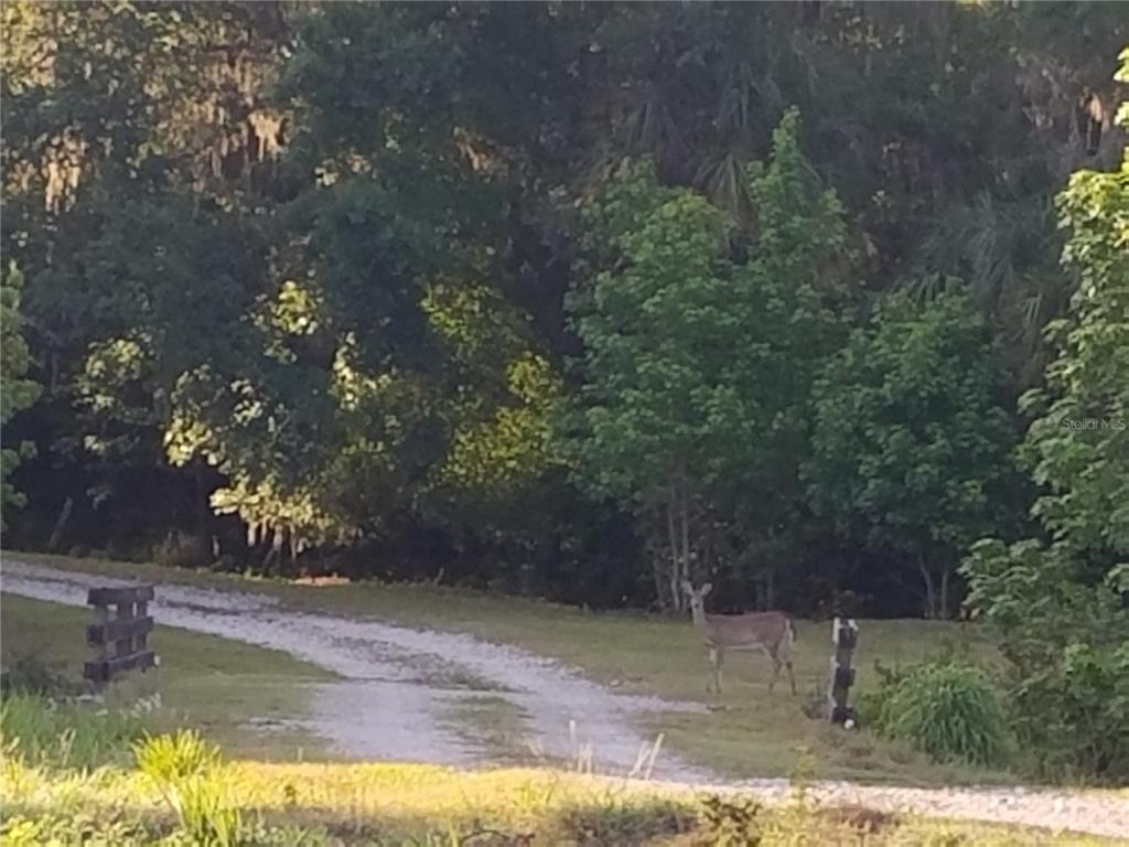 15311 Fishhawk Heights Road Lithia, FL 33547 - Photo 6 of 6