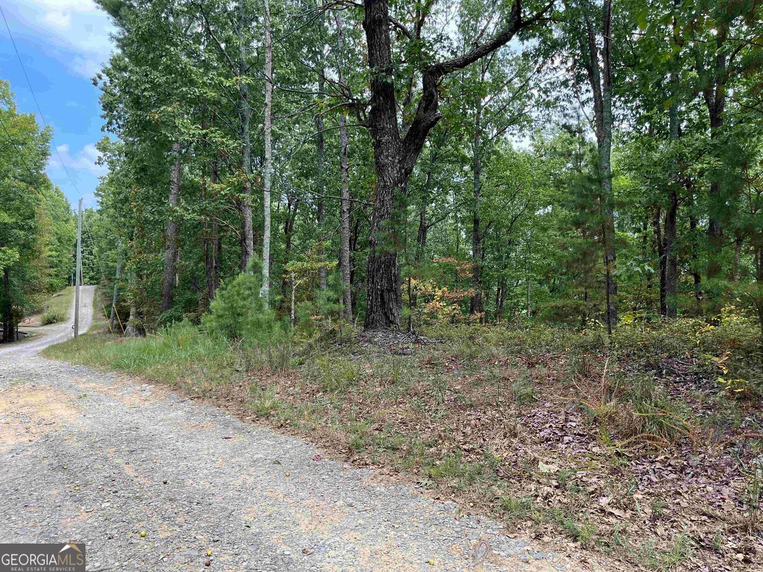 a view of a forest with trees in the background