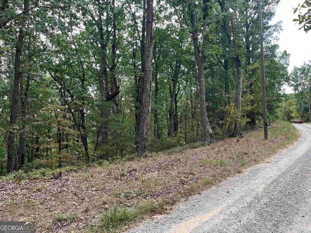 a view of a forest filled with trees