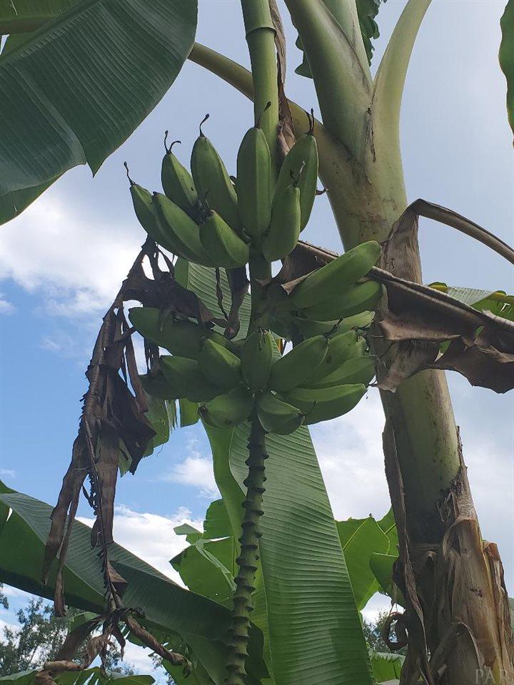 1500 Bet Raines Road Molino, FL 32577 - Photo 34 of 35