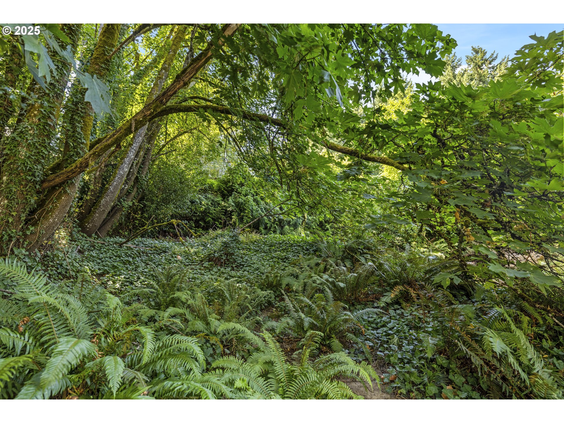 0 Southwest 10th Avenue Portland, OR 97239 - Photo 15 of 22 a view of a lush green forest