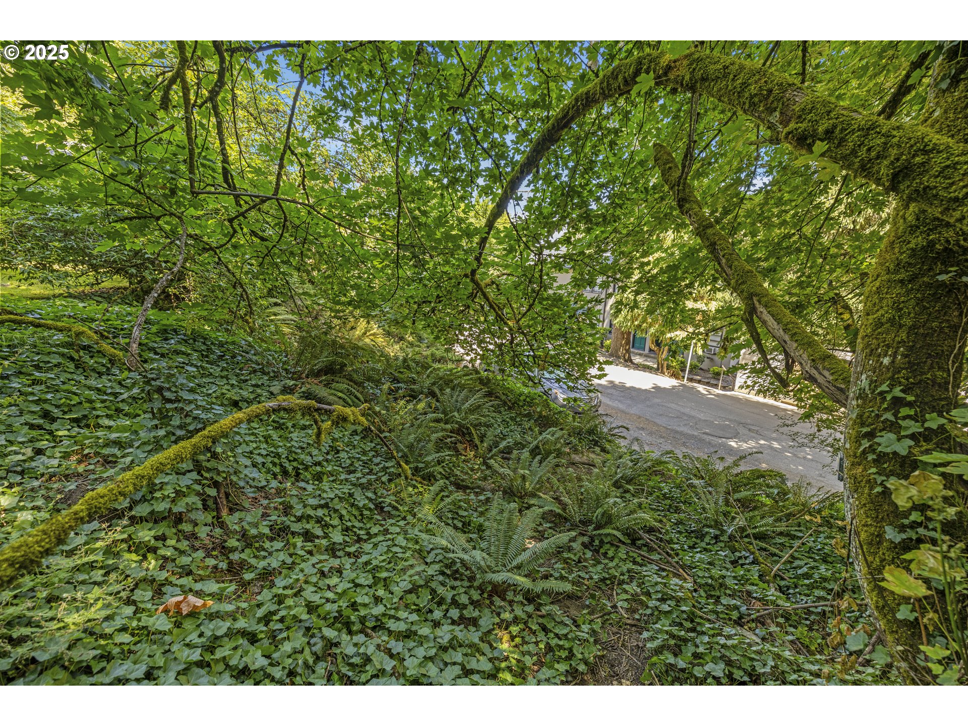 0 Southwest 10th Avenue Portland, OR 97239 - Photo 16 of 22 a view of a lush green forest