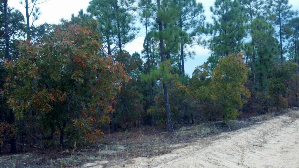 0 Yellow Road Byron, GA 31008 - Photo 1 of 1