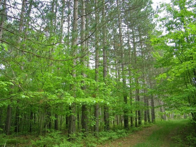 13 East 13 Mile Road Paris, MI 49338 - Photo 1 of 6 100_1970 (800x600)