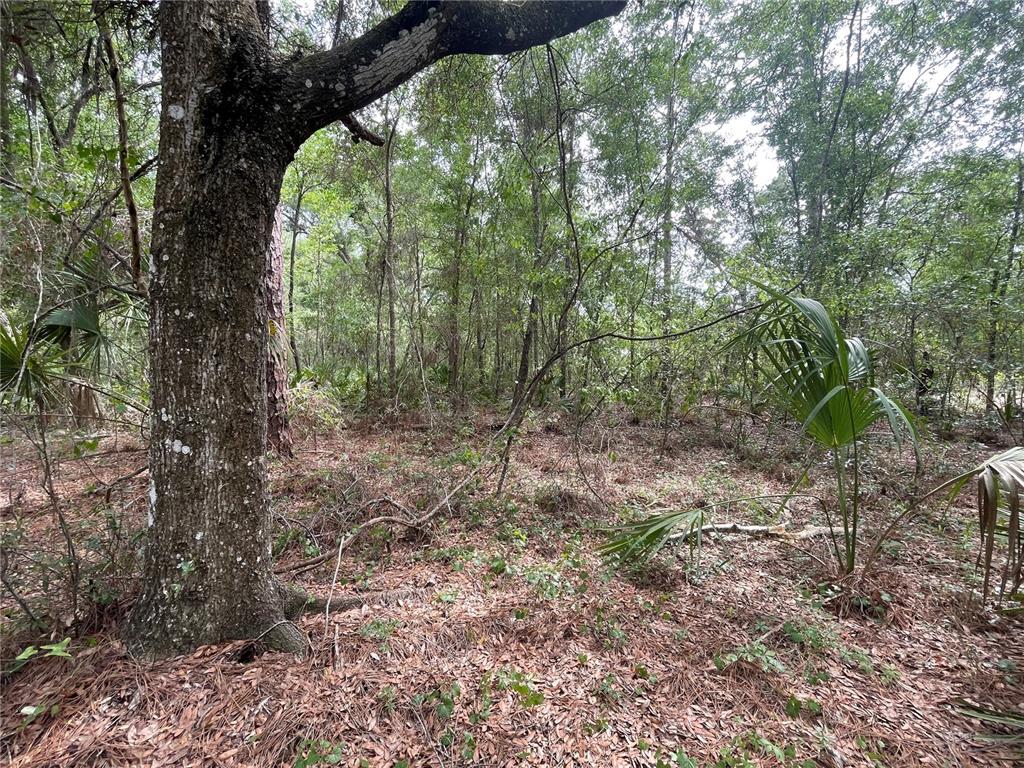 16486 Curlew Road Brooksville, FL 34614 - Photo 4 of 17