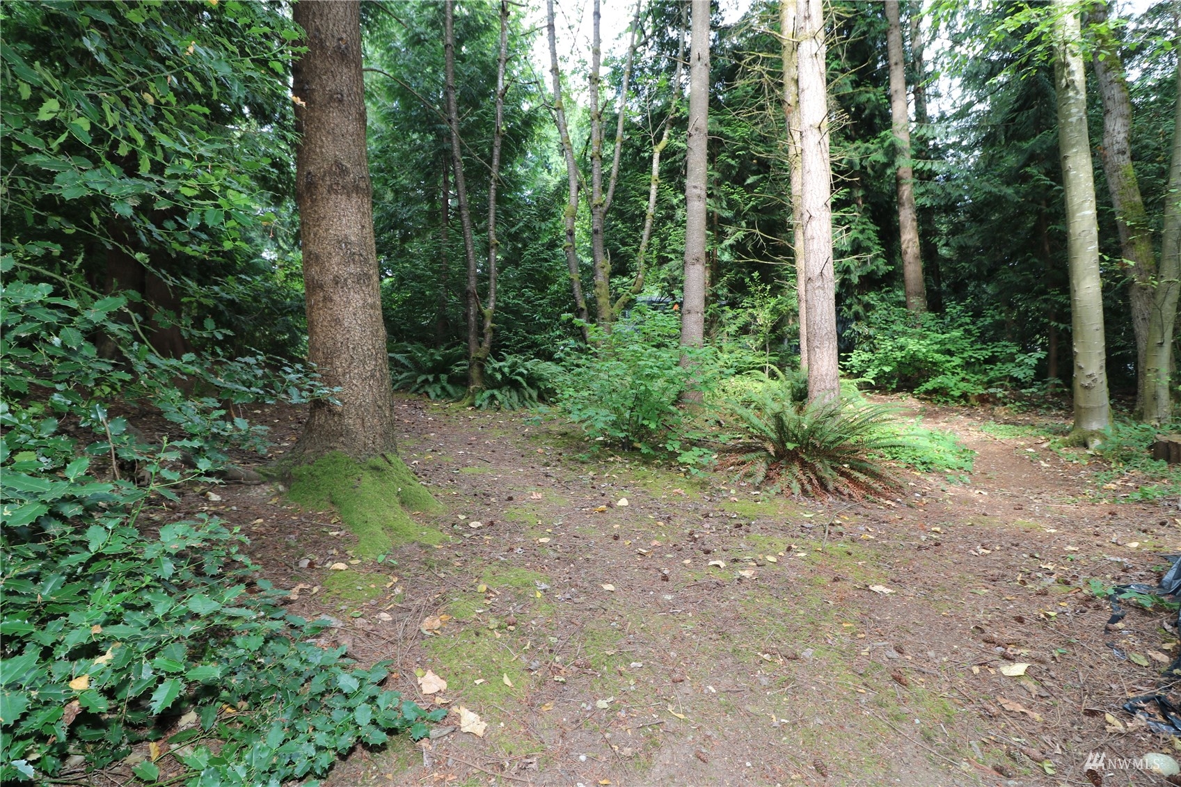 16530 35th Avenue Southeast Bothell, WA 98012 - Photo 21 of 24 a view of a forest with trees in the background