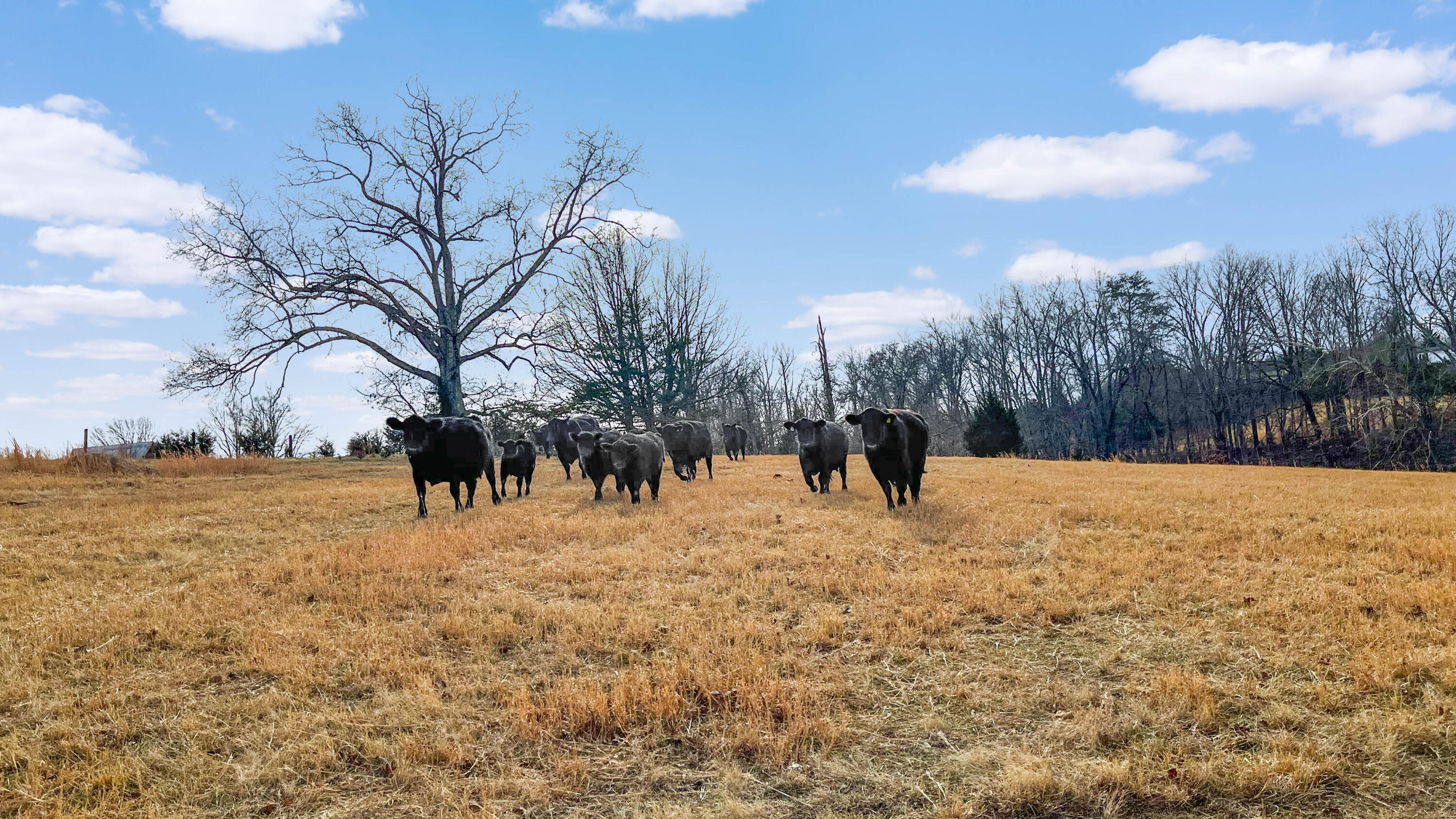 2359 Sago Road Penhook, VA 24137 - Photo 30 of 46 2359 Sago Rd - 98ac Farm