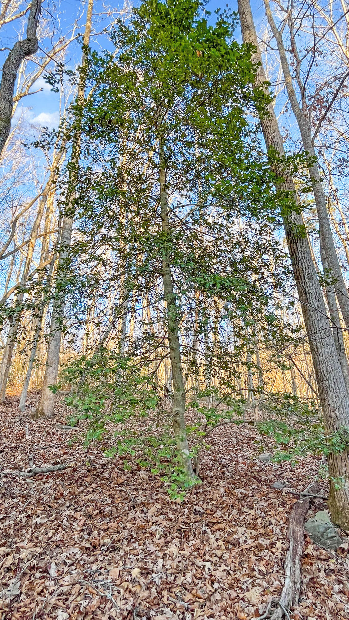 2359 Sago Road Penhook, VA 24137 - Photo 40 of 46 2359 Sago Rd - 98ac Farm