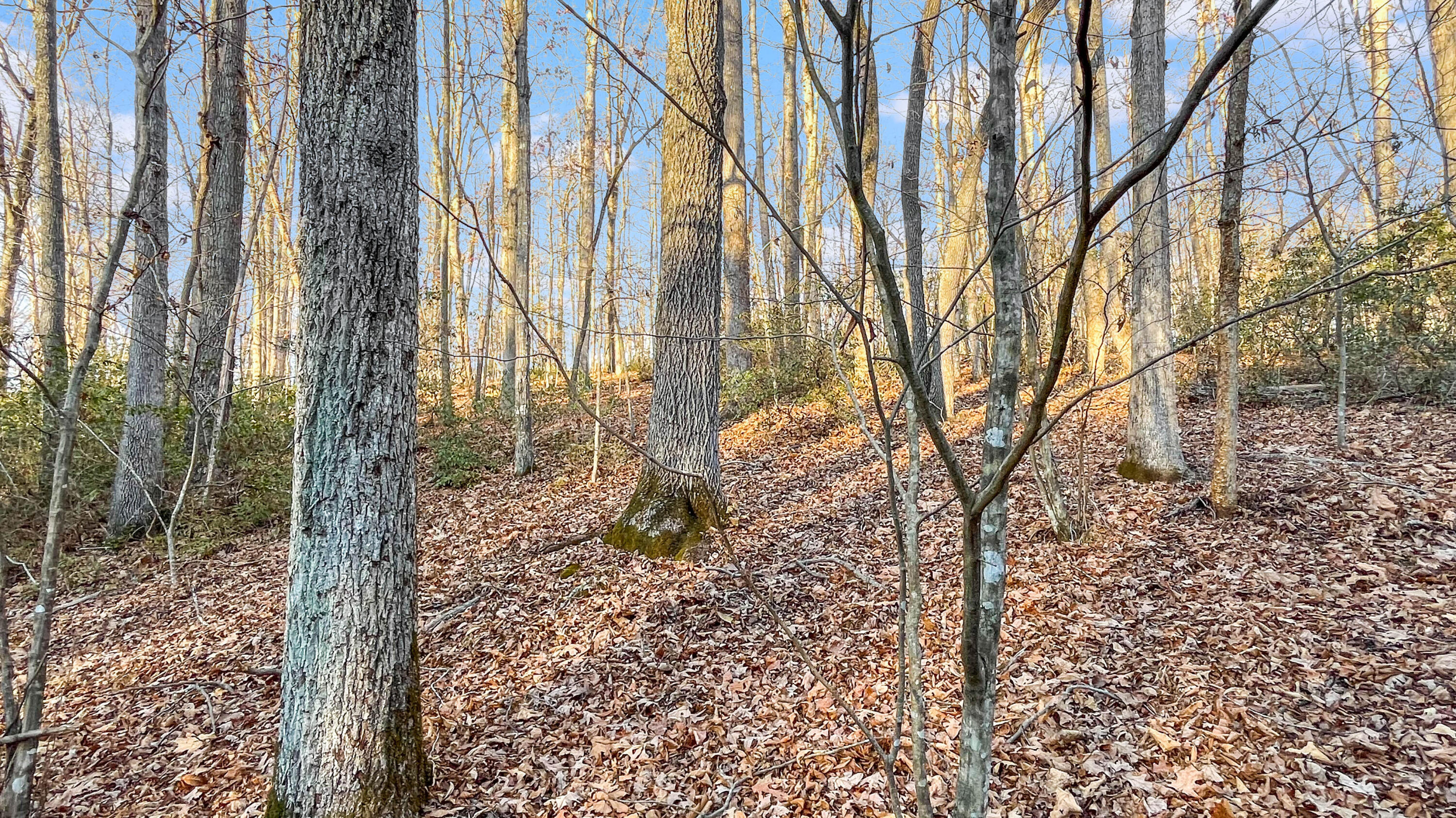 2359 Sago Road Penhook, VA 24137 - Photo 42 of 46 2359 Sago Rd - 98ac Farm